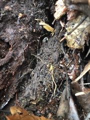 Triodopsis tridentata