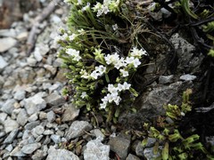 Veronica tetrasticha