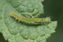 Xanthodes transversa