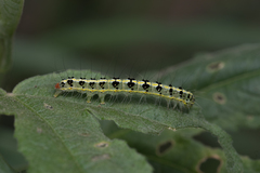 Xanthodes transversa