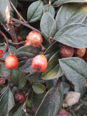 Cotoneaster acuminatus