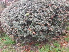 Cotoneaster acuminatus