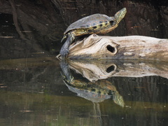 Trachemys hartwegi