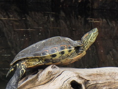 Trachemys hartwegi