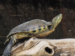 Trachemys hartwegi