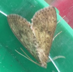 Aglossa pinguinalis