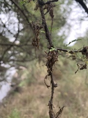 Leptoglossus jacquelinae