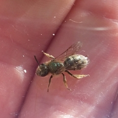 Lasioglossum pavonotus
