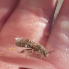 Lasioglossum pavonotus