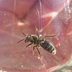 Lasioglossum pavonotus