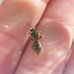 Lasioglossum pavonotus