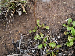 Brachyscome sinclairii