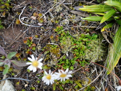 Brachyscome sinclairii