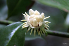 Eupomatia laurina