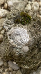 Nummulites