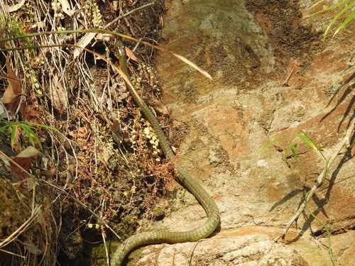Common Tree Snake sighting