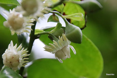 Eupomatia laurina