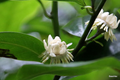 Eupomatia laurina