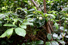 Eupomatia laurina