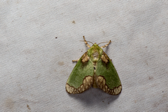 Parasa pastoralis