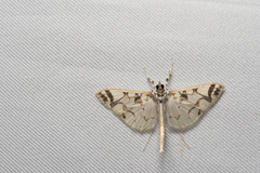 Polythlipta