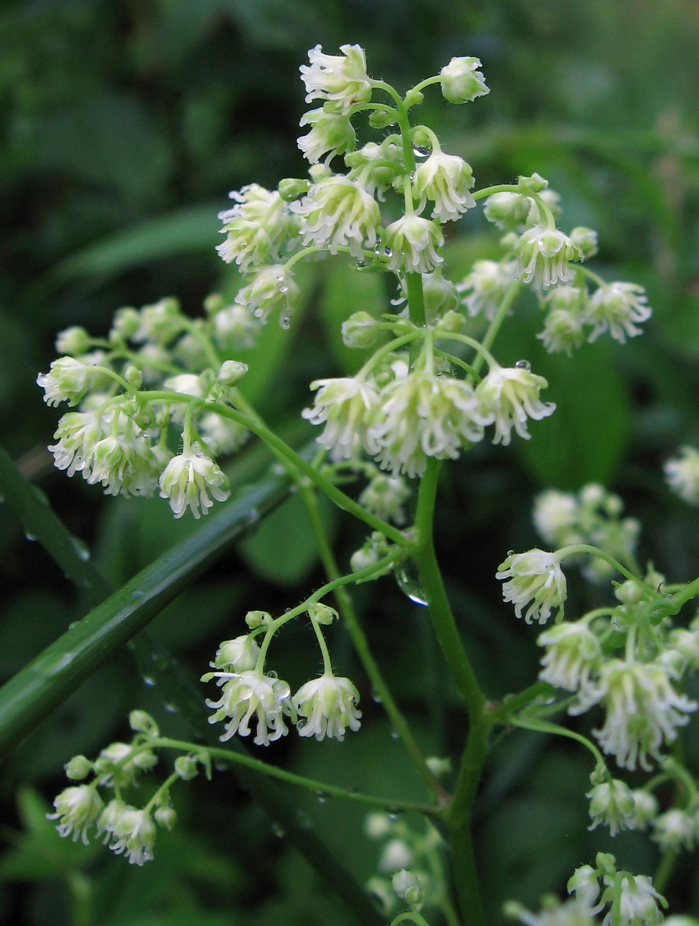 Thalictrum revolutum
