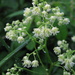 Waxy Meadow-Rue - Photo (c) Anita363, some rights reserved (CC BY-NC), uploaded by Anita