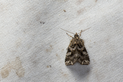 Callopistria duplicans