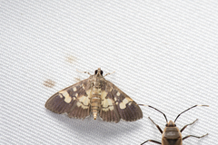 Uresiphita quinquigera