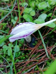 Crocus laevigatus