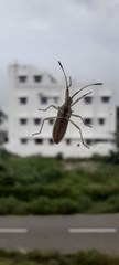Coreinae