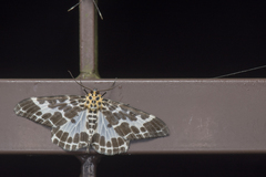 Pogonopygia nigralbata