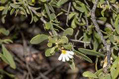 Scaevola bursariifolia