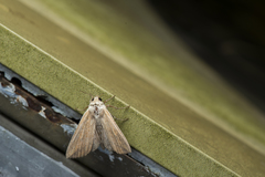 Mythimna pallidicosta