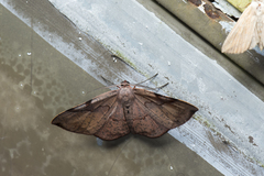 Hypochrosis baenzigeri