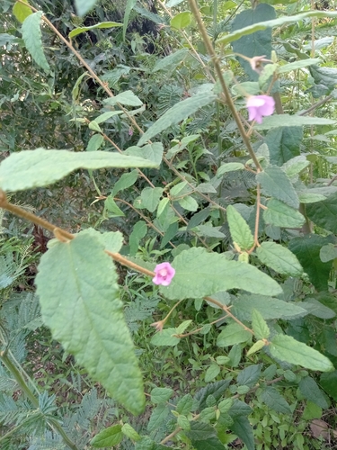 Howittia trilocularis, photograph 5