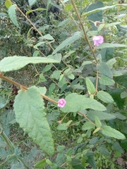 Howittia trilocularis, photograph Michael McBain, CC BY, iNaturalist via GBIF