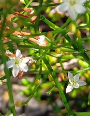Corynotheca micrantha