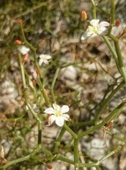 Corynotheca micrantha