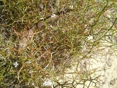 Corynotheca micrantha