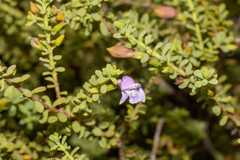 Eremophila weldii