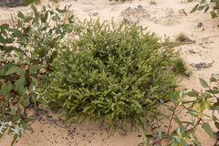 Eremophila weldii