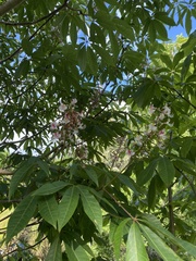 Aesculus indica