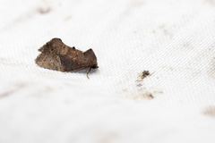 Elusa ustula
