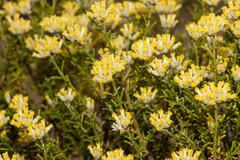 Ozothamnus decurrens