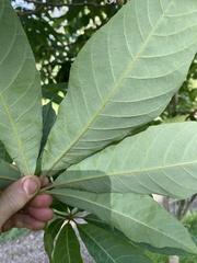 Aesculus indica
