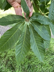 Aesculus indica