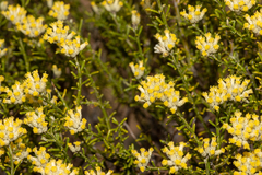 Ozothamnus decurrens