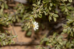 Scaevola bursariifolia