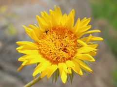 Berkheya seminivea